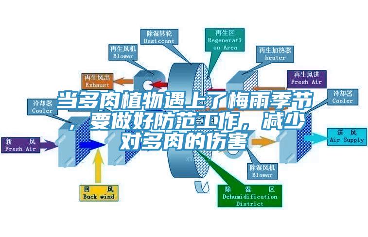 當(dāng)多肉植物遇上了梅雨季節(jié)，要做好防范工作，減少對(duì)多肉的傷害